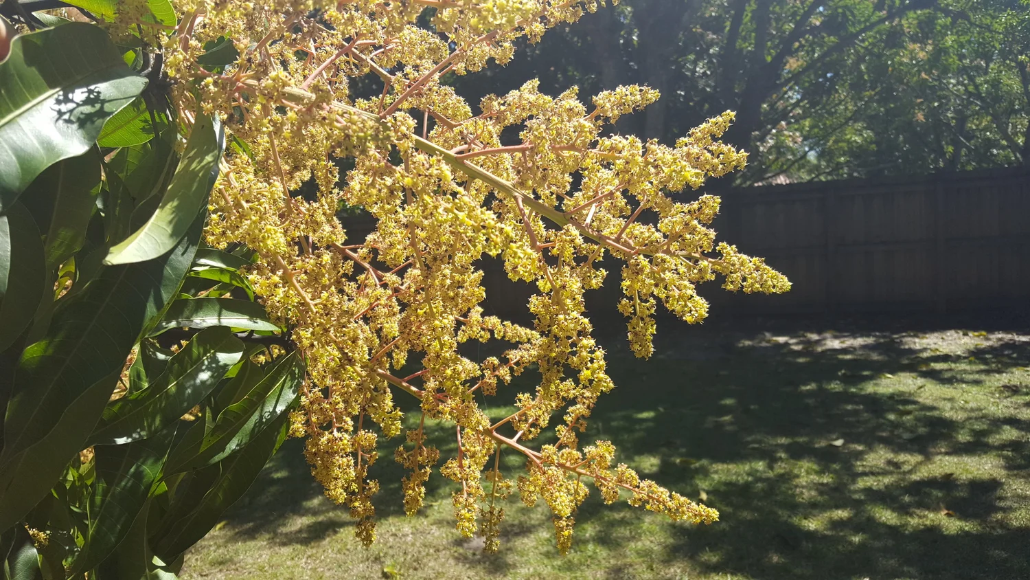 Hello Spring - Carambola Bloom.jpg