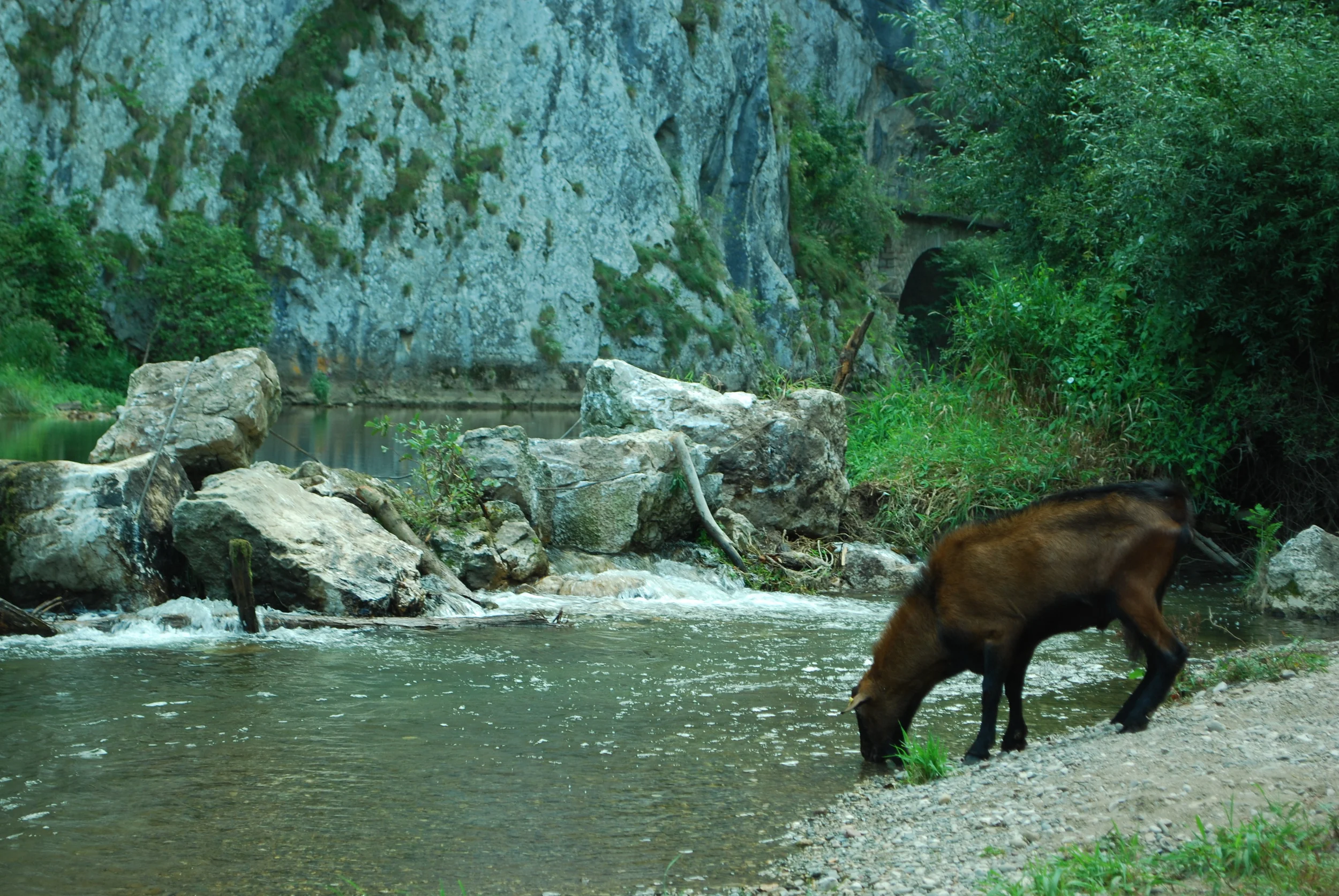 Goat Drinks from Jerma River