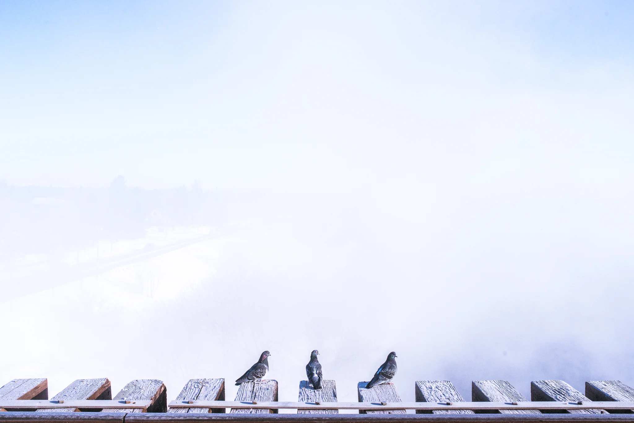 YXE_pigeons_1w.jpg