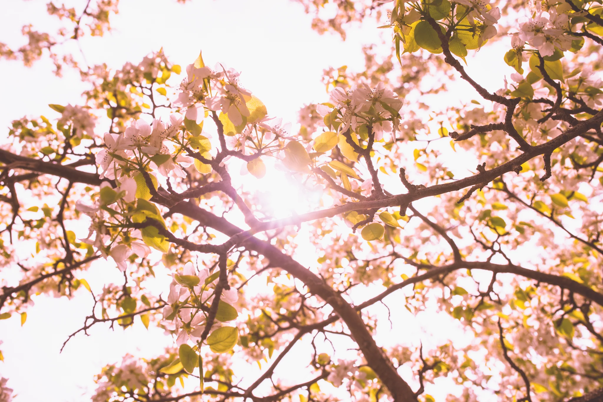YXE_tree_1w.jpg