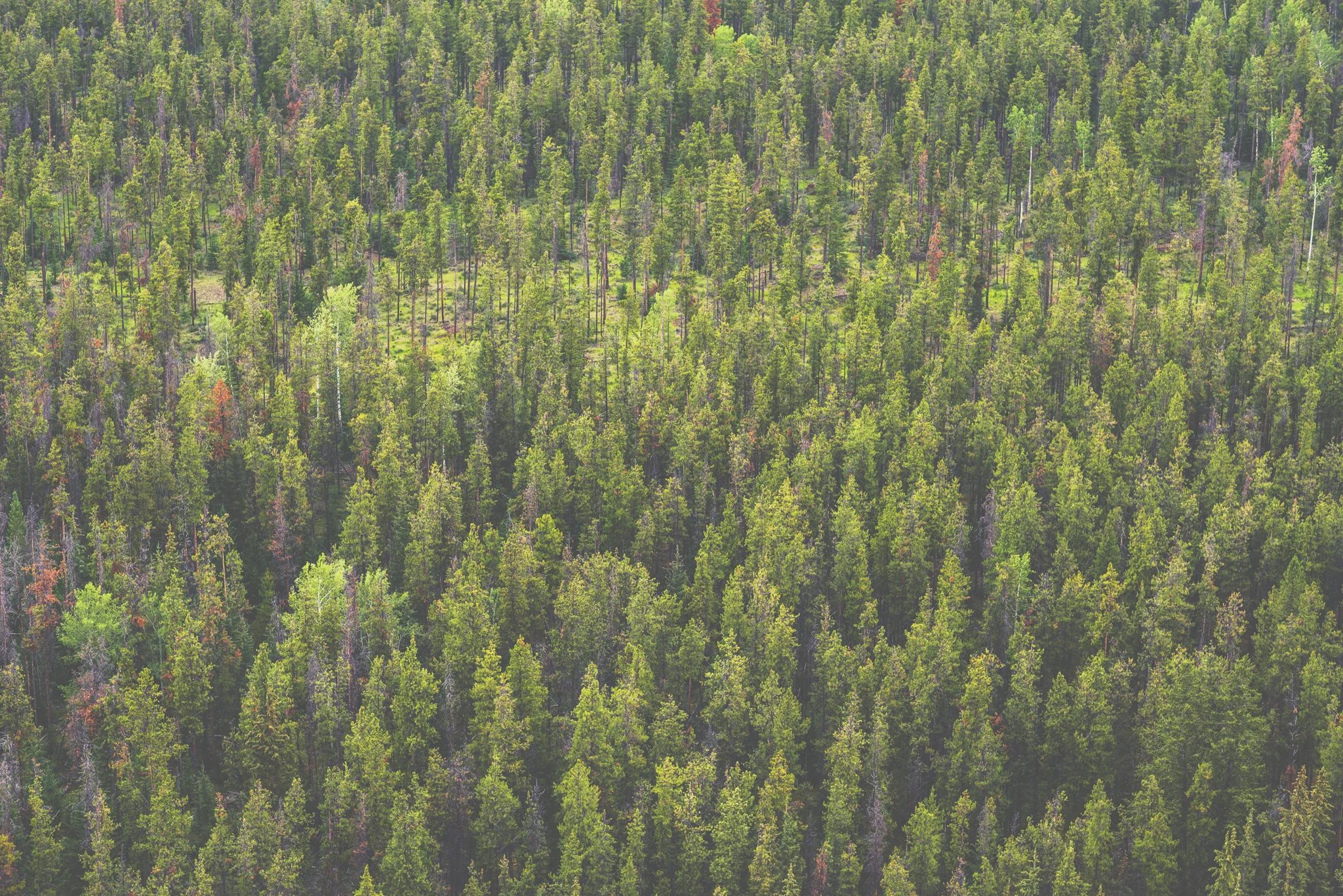 JSP_Trees_1w.jpg