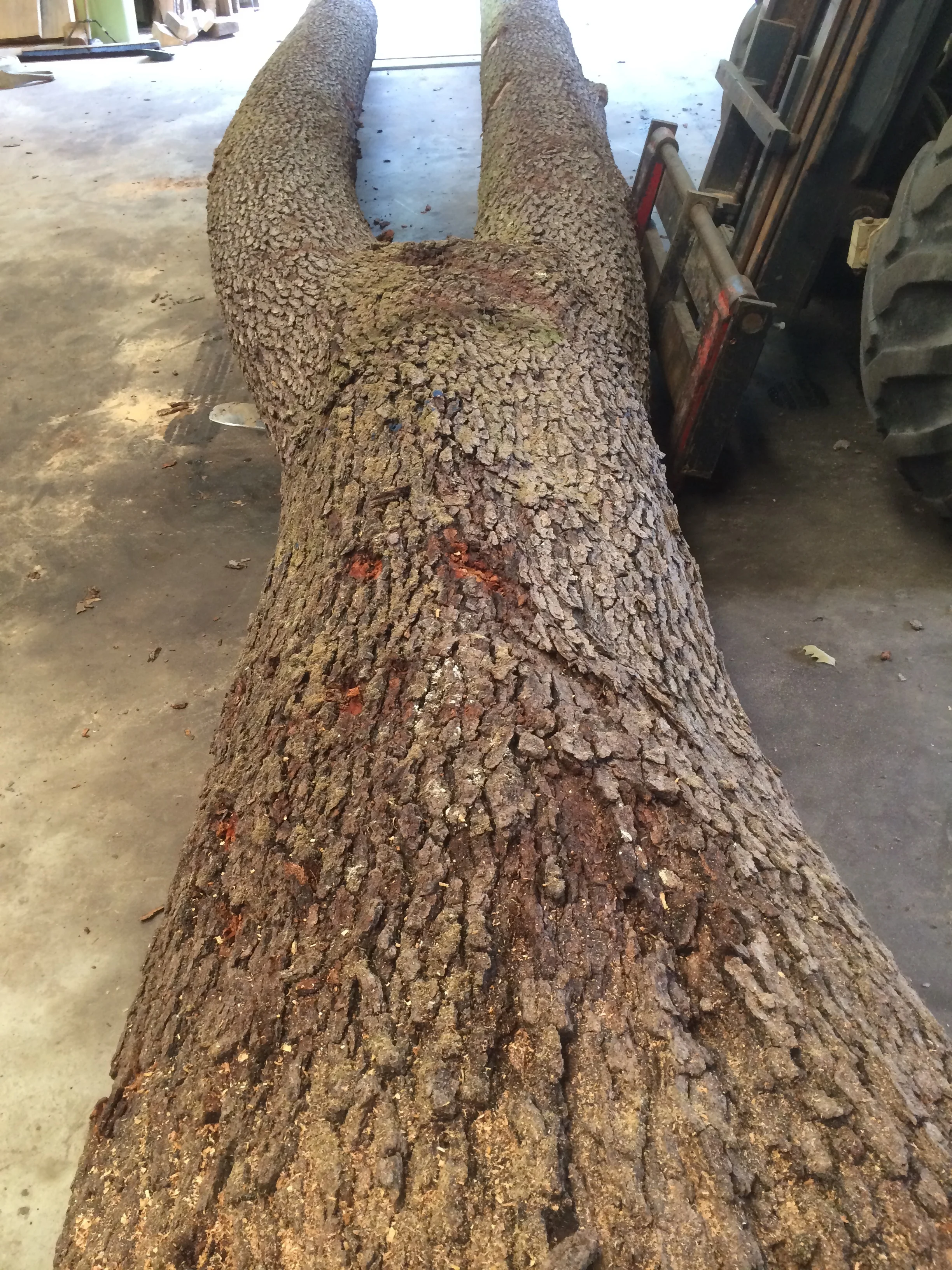 Another pic of the beast before it was sawn on the mill.