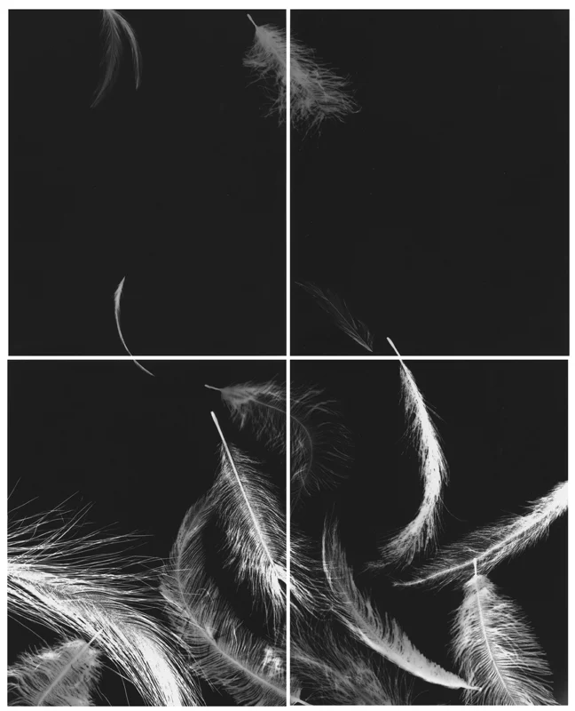 Photogrammes ( plumes ) Épreuve à la gélatine argentique 51 x 41 cm