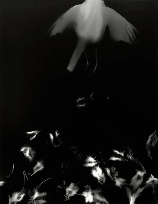 Photogrammes ( grive, variante 4 ) Épreuve à la gélatine argentique 36 x 28 cm