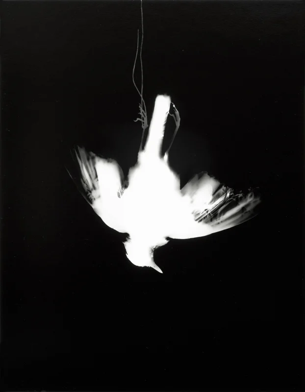 Photogrammes ( grive, variante 1 ) Épreuve à la gélatine argentique 36 x 28 cm