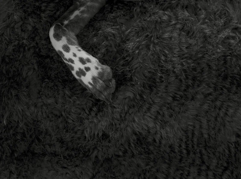 Fables ( zzz ) Épreuve à la gélatine argentique 41 x 51 cm