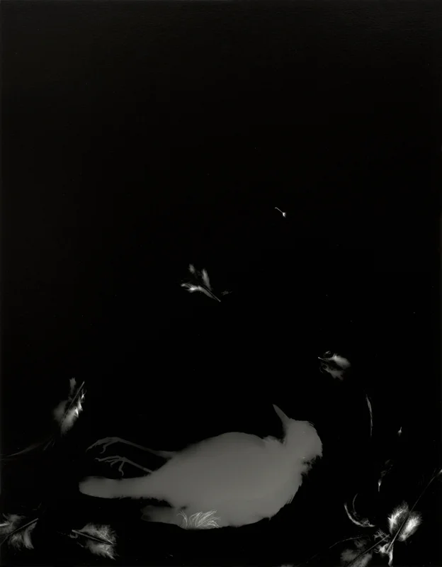 Photogrammes ( grive, variante 3 ) Gelatin silver print, 14 x 11 in.