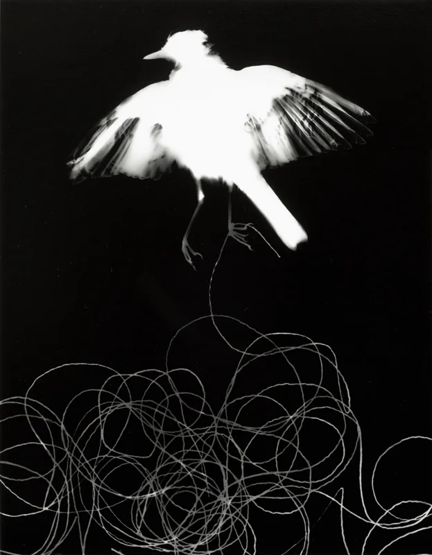 Photogrammes ( grive, variante 2 ) Gelatin silver print, 14 x 11 in.