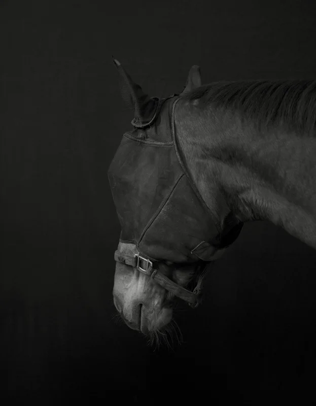 Fables ( Lady Aberfeldy ) Gelatin silver print, 20 x 16 in.