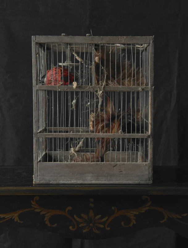 Fables ( vestiges, Mansonville ) Ink jet print, 24 x 20 in.