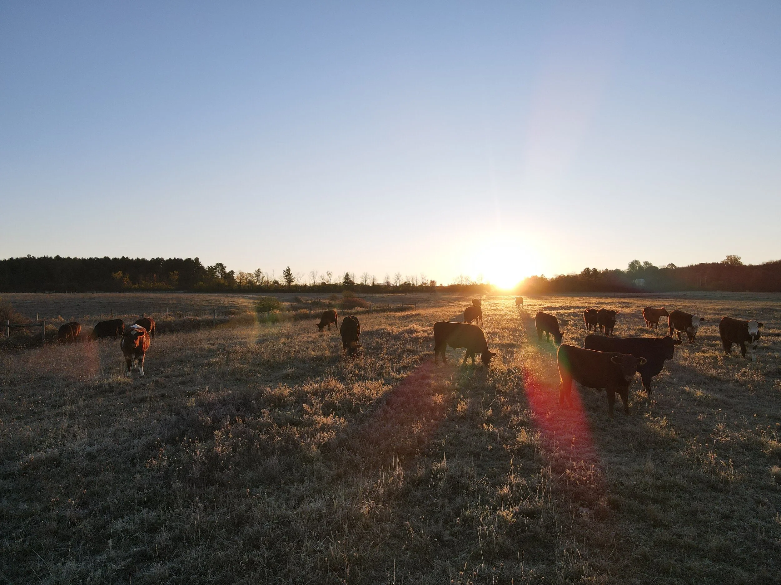 Grass Cattle Company