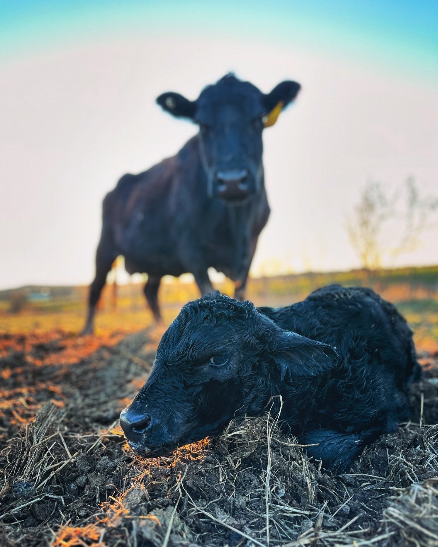 Calving season has officially begun at the ranch!! Get ready for all the calf pictures 😍😍😍

And a BIG way to go and CONGRATS to this super mom!

________

#calf #supermom #freshouttheoven #calvingseason #ranching #ranchlife #farmlife #farming #ver