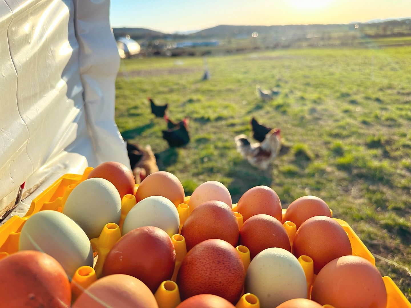 🌱🥚Have you tried our super FRESH and FANTASTIC pasture-raised eggs yet? 🥚🌱

These ladies live the good life on pasture, eating grubs, grass, and everything in between! We also provide them with non-GMO, non-medicated feed. And they get oyster she