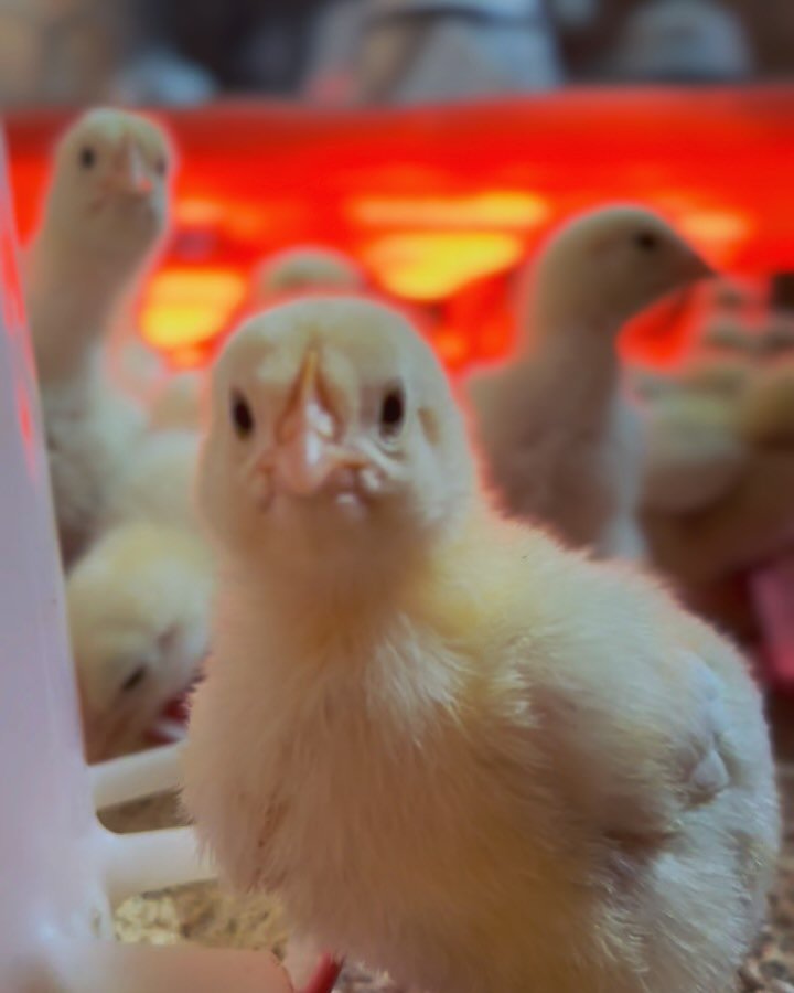 🐥🪩 Meet the stars of the CHICKEN DISCO! 🪩🐥

Where the beats are warm, and the moves are fuzzy! We call our brooder the CHICKEN DISCO because it isn&rsquo;t just a warm room; it&rsquo;s the first stop for these crazy chicks before they hit the big