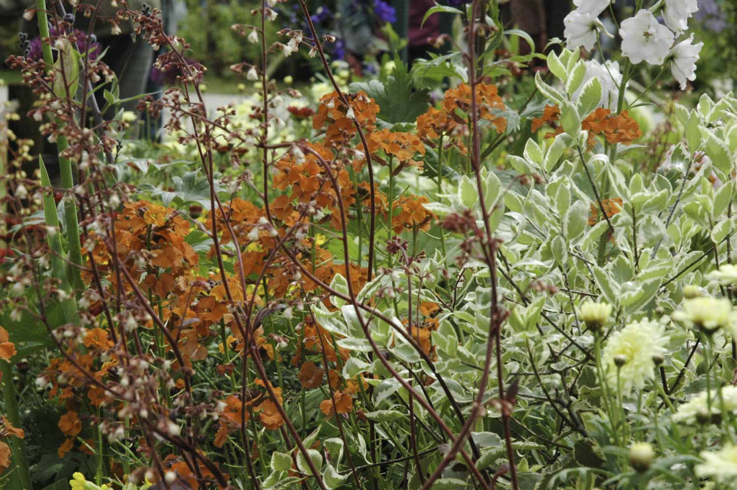 Jack Dunckley RHS Flower Show 2009 Malvern Spring - 8.jpg