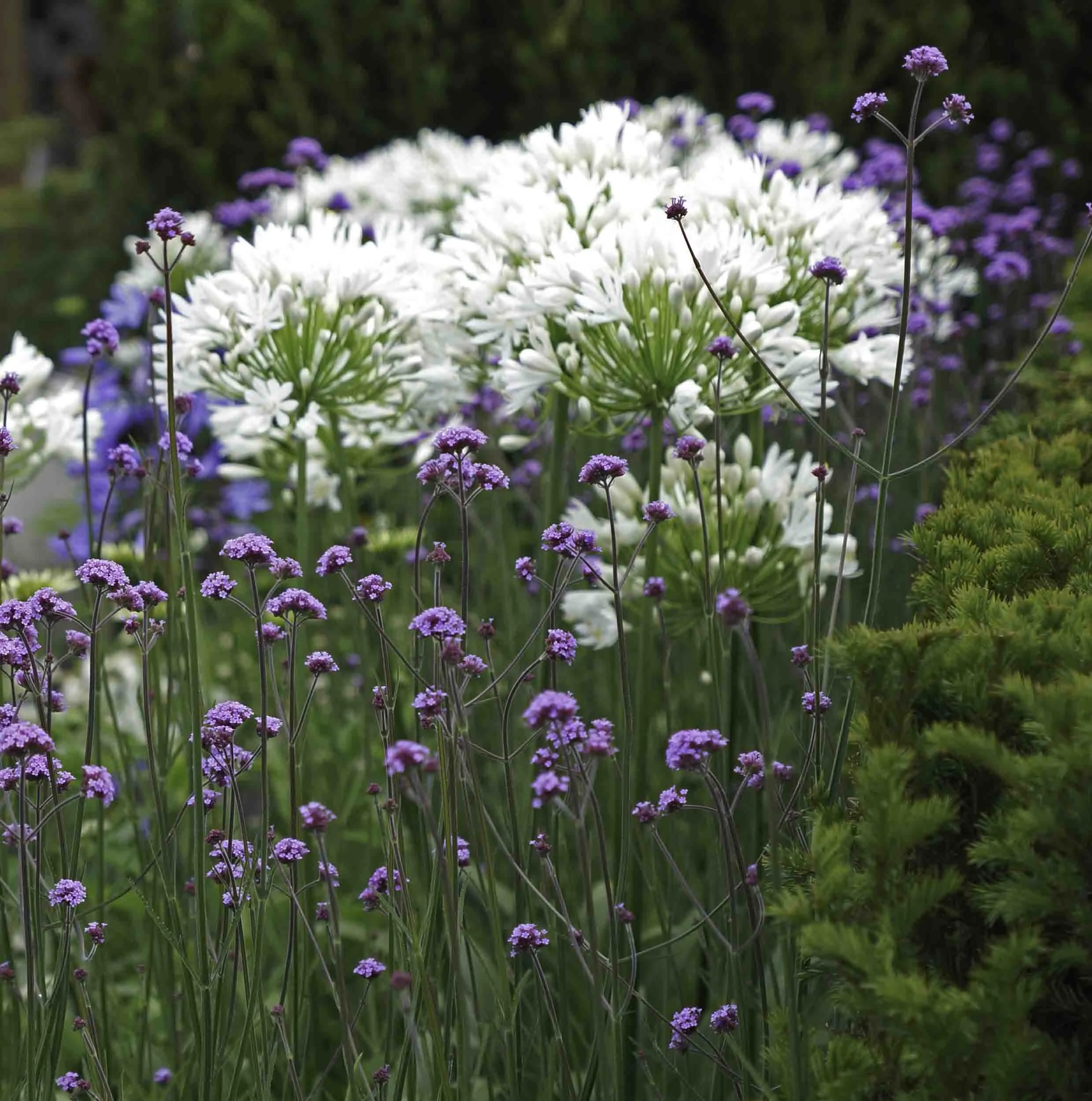 Agapanthus 1 copy.jpg