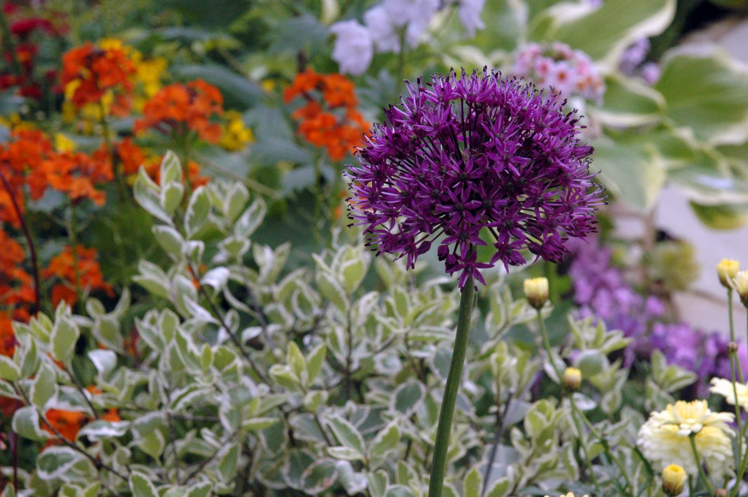 ©Jack Dunckley Award Winning Landscape Designer RHS Flower Show 2009 Malvern Spring-4.jpg