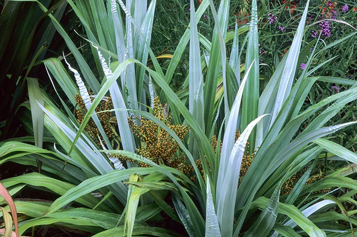 Astelia 'Silver Spear'.jpg