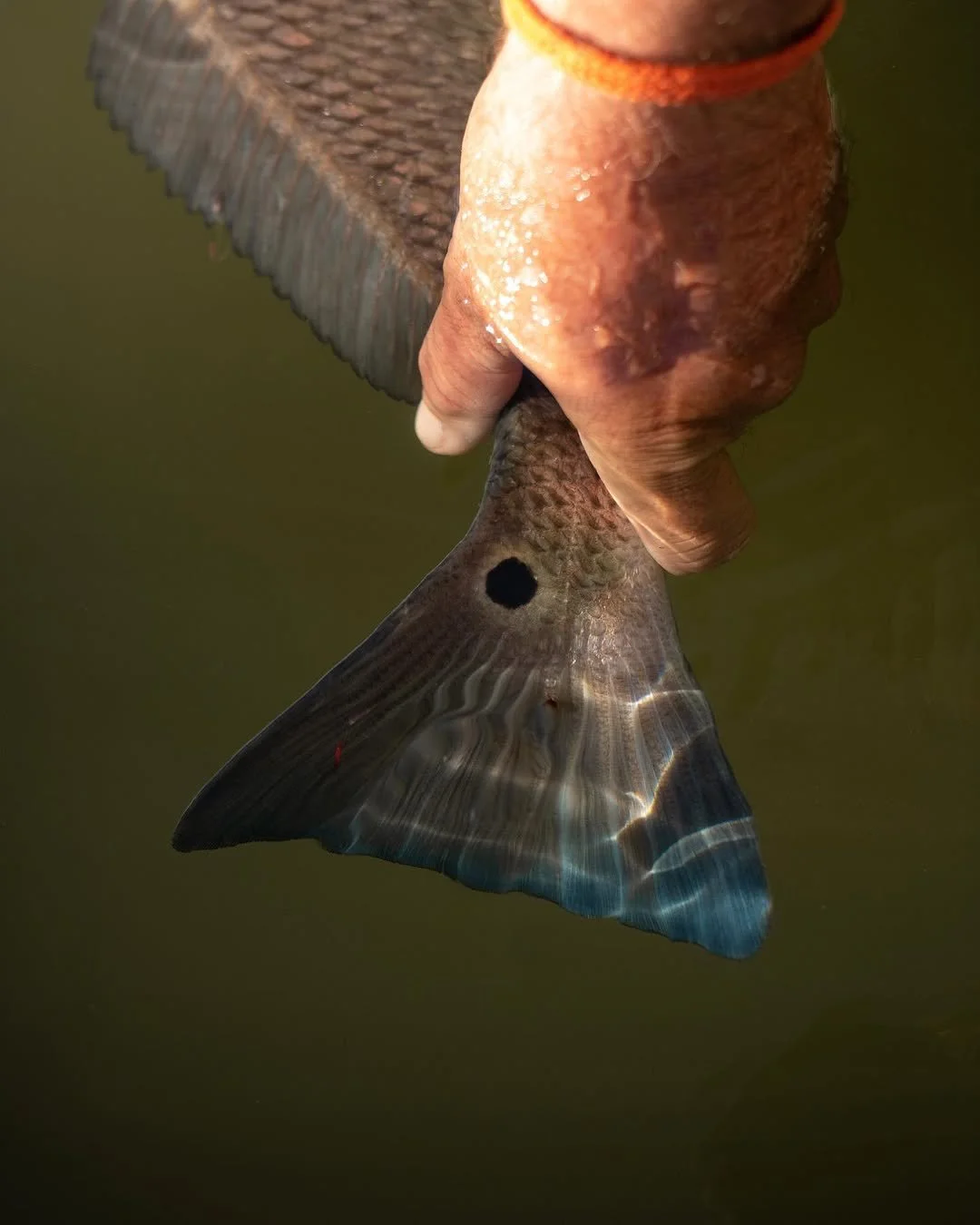 JPEG image-4FDF-A7E3-19-0.jpeg