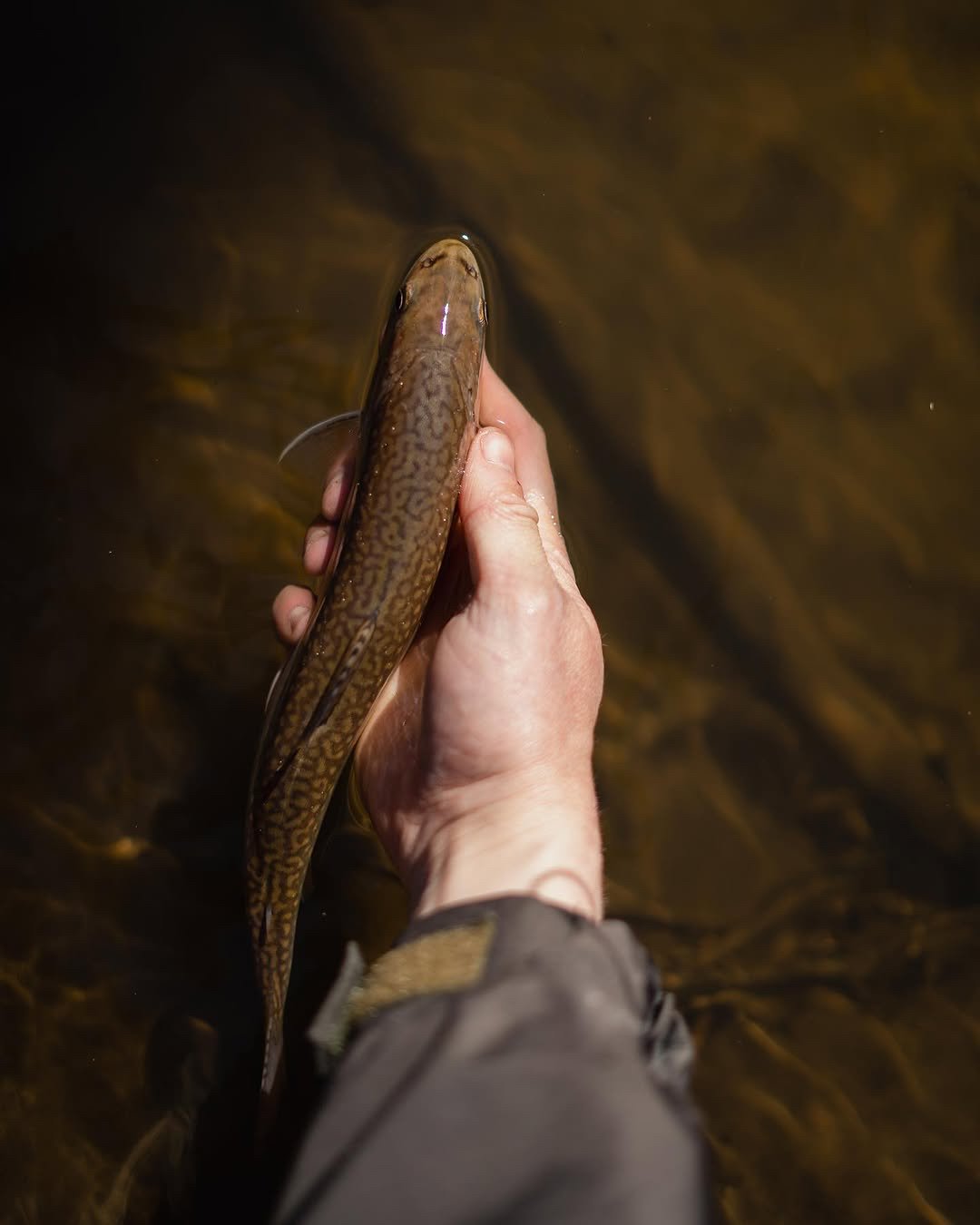 JPEG image-4024-B5BD-46-0.jpeg