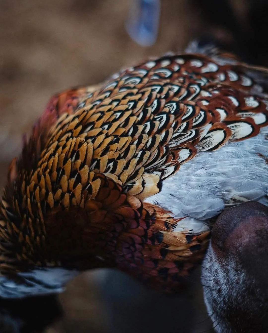 JPEG image-46C2-931B-1C-0.jpeg