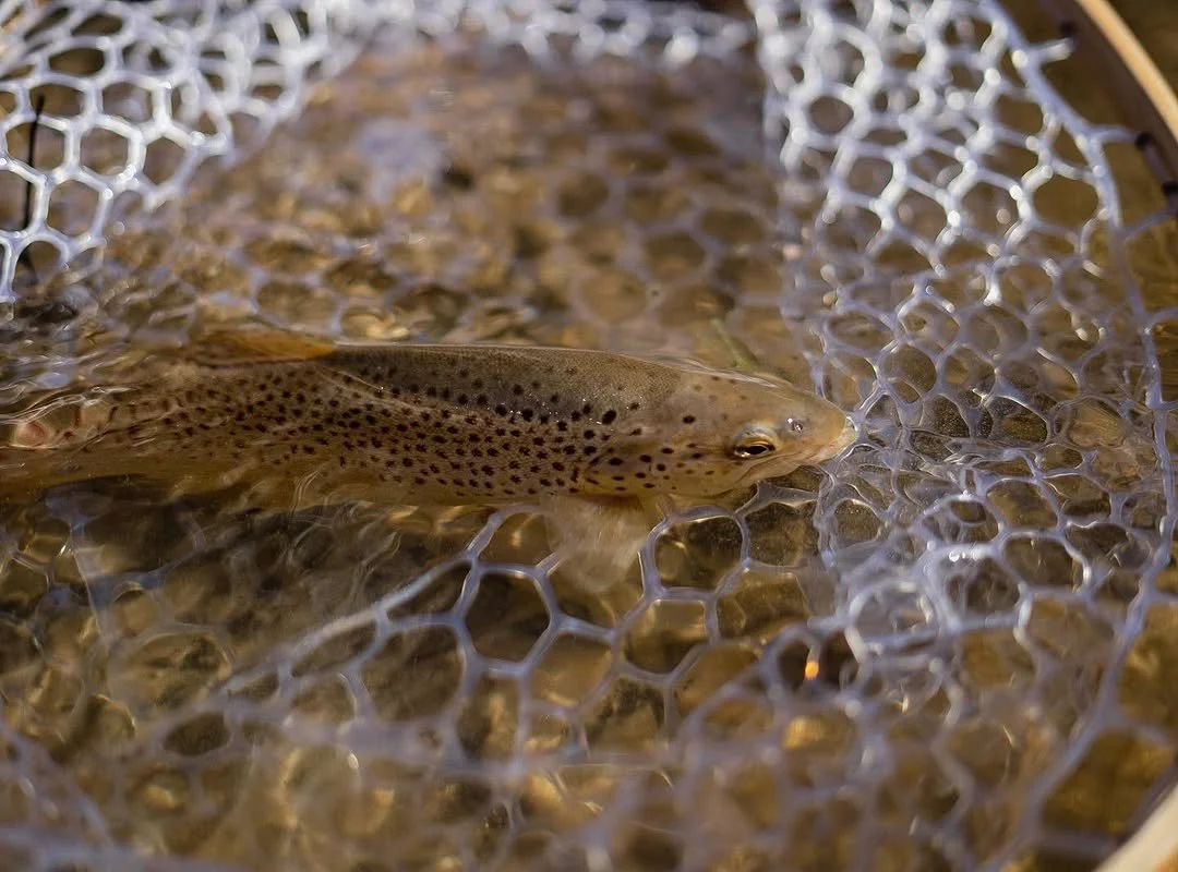 JPEG image-4A24-80A3-EE-0.jpeg