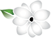 PETITE PRINT STUDIO LOGO_SMALL SAMPAGUITA ONLY.png