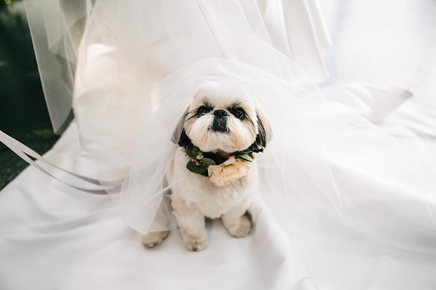 Want to know how to incorporate your pet buddy into your wedding? Want to see cute pics of pups? We&rsquo;ve got you covered on the blog today! Link in bio! 

Photo courtesy: @chazcruz 
Superstar: @marshthepup