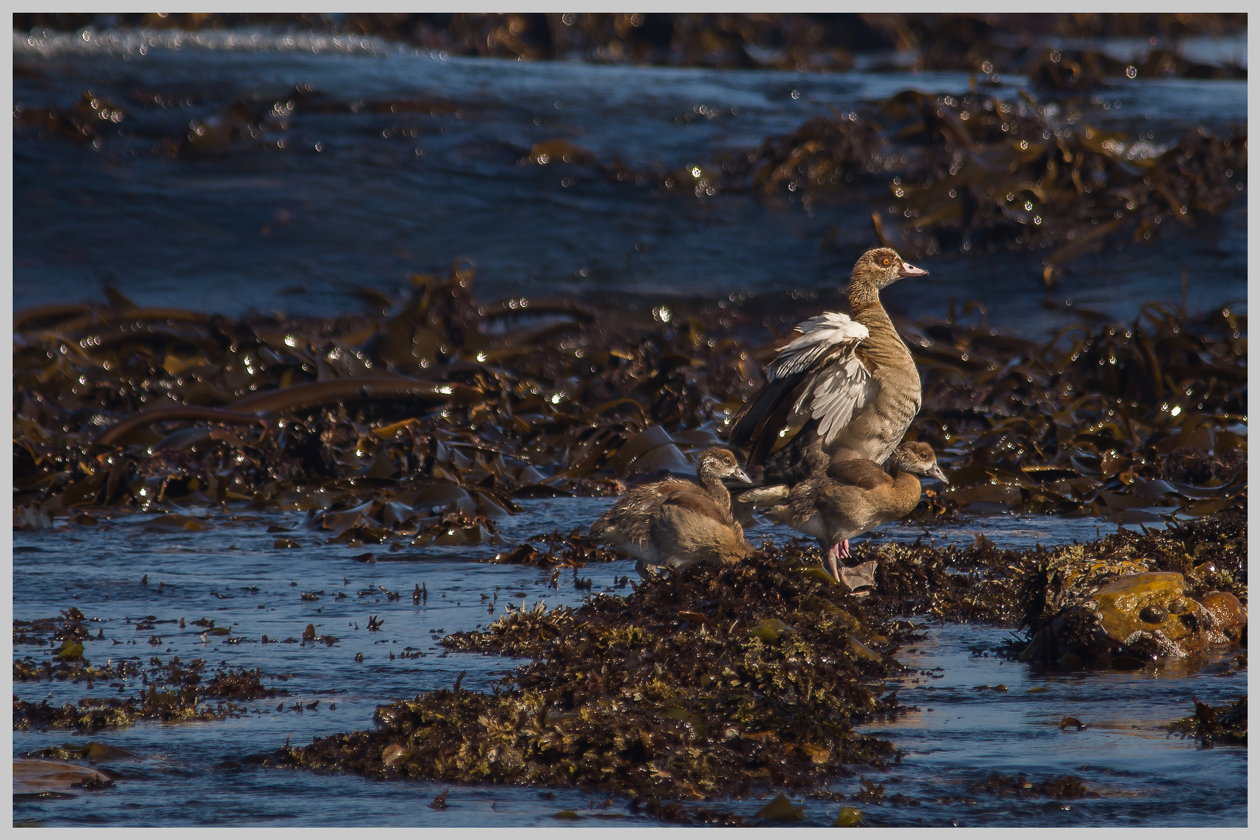 Egyptian Geese at Cape Point