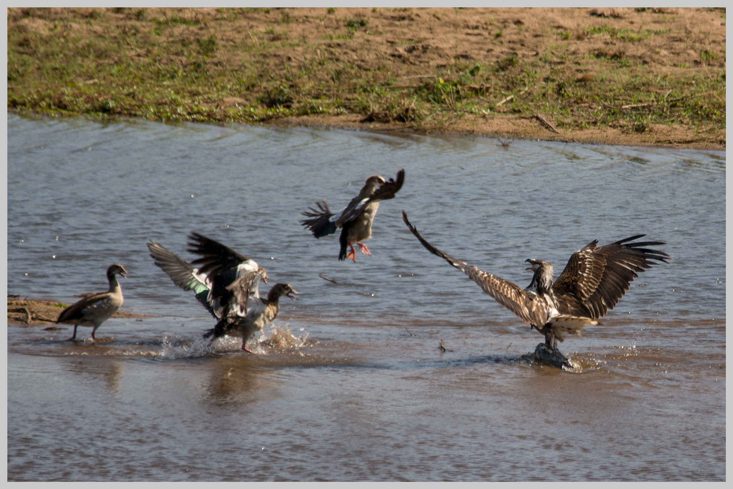 Juvenile African Fish Eagle protecting it's catch from Egyptian Geese