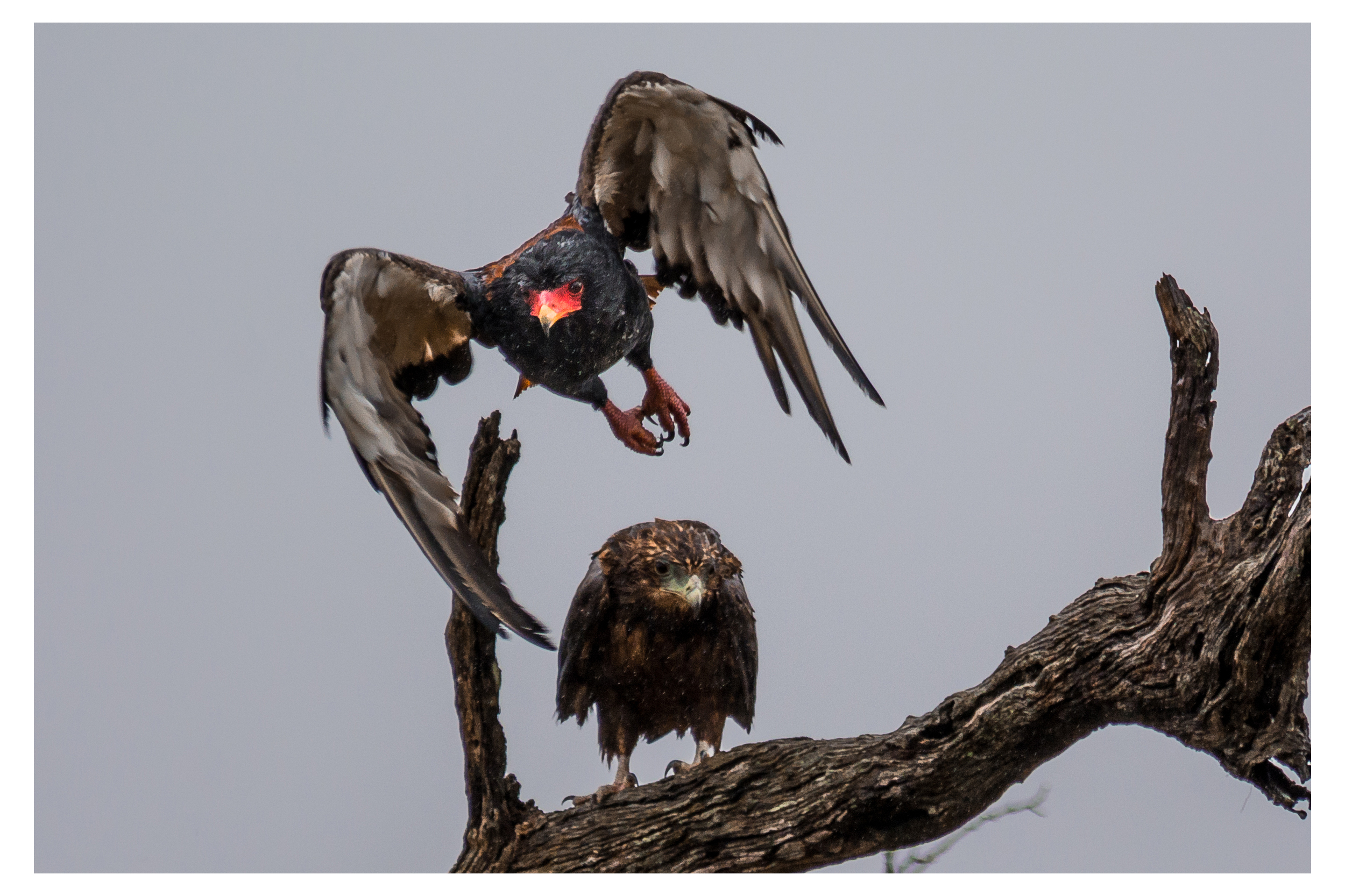 Bateleur Eagle pair