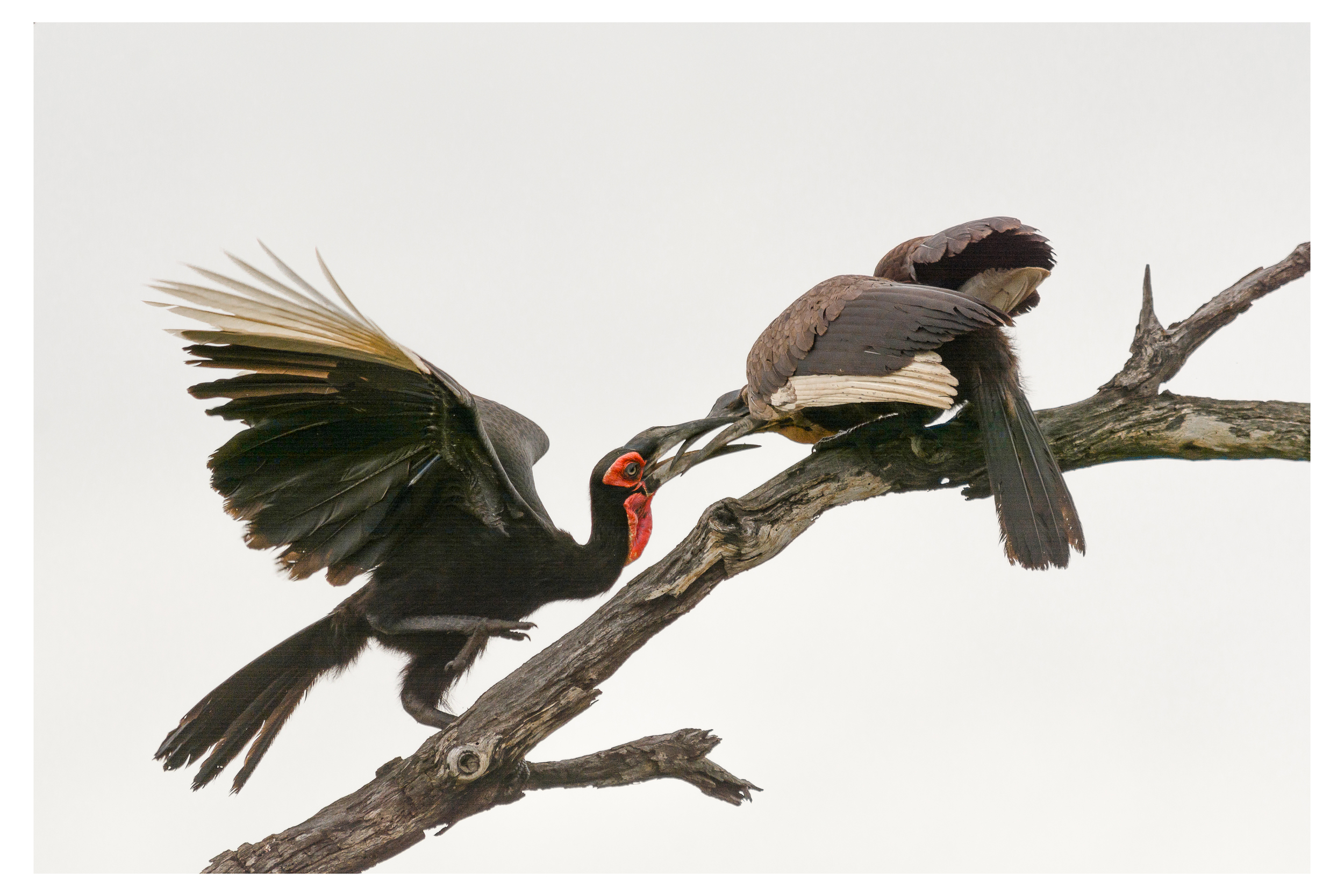 Southern Ground-Hornbills