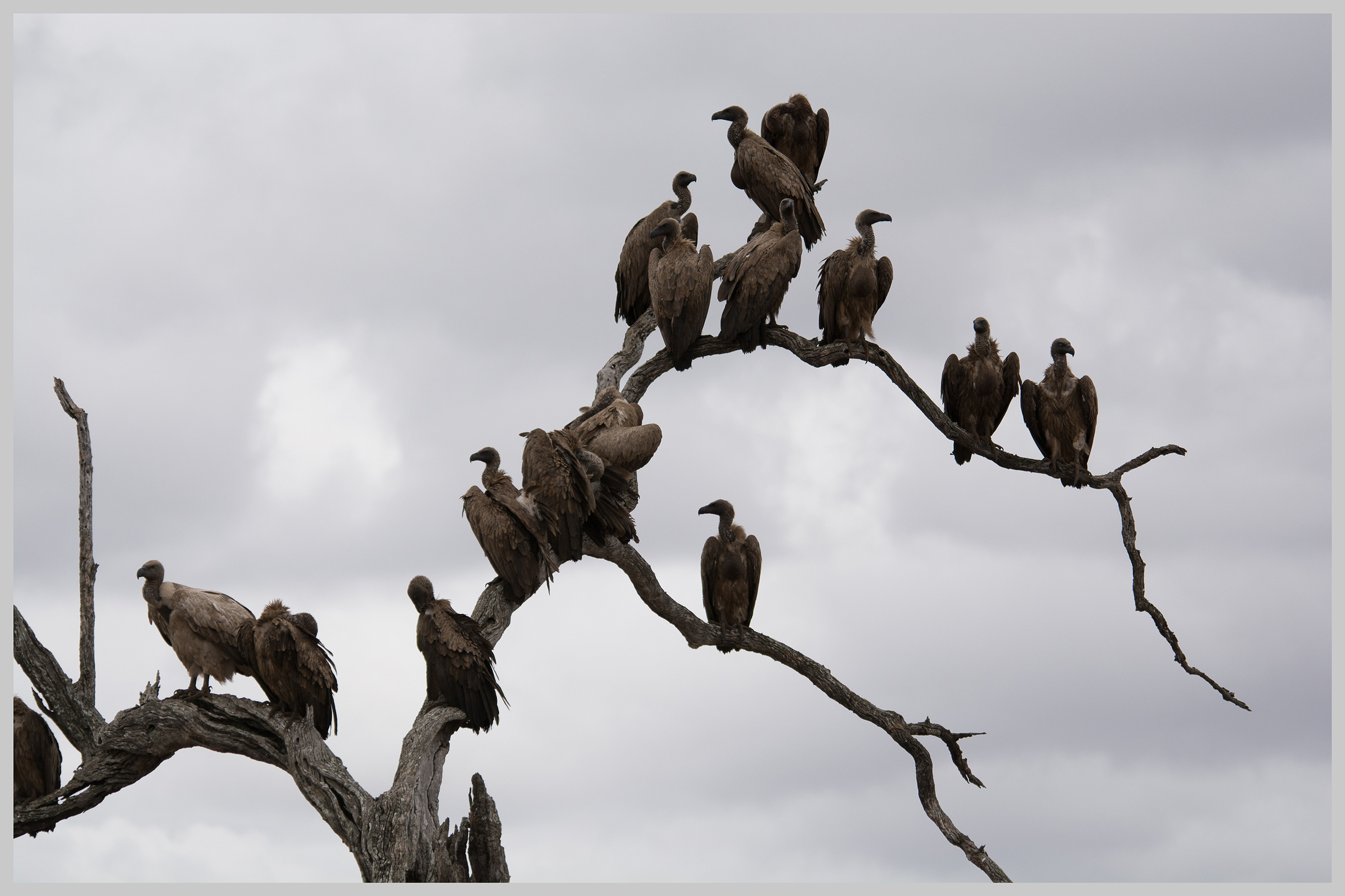 White-Backed Vultures