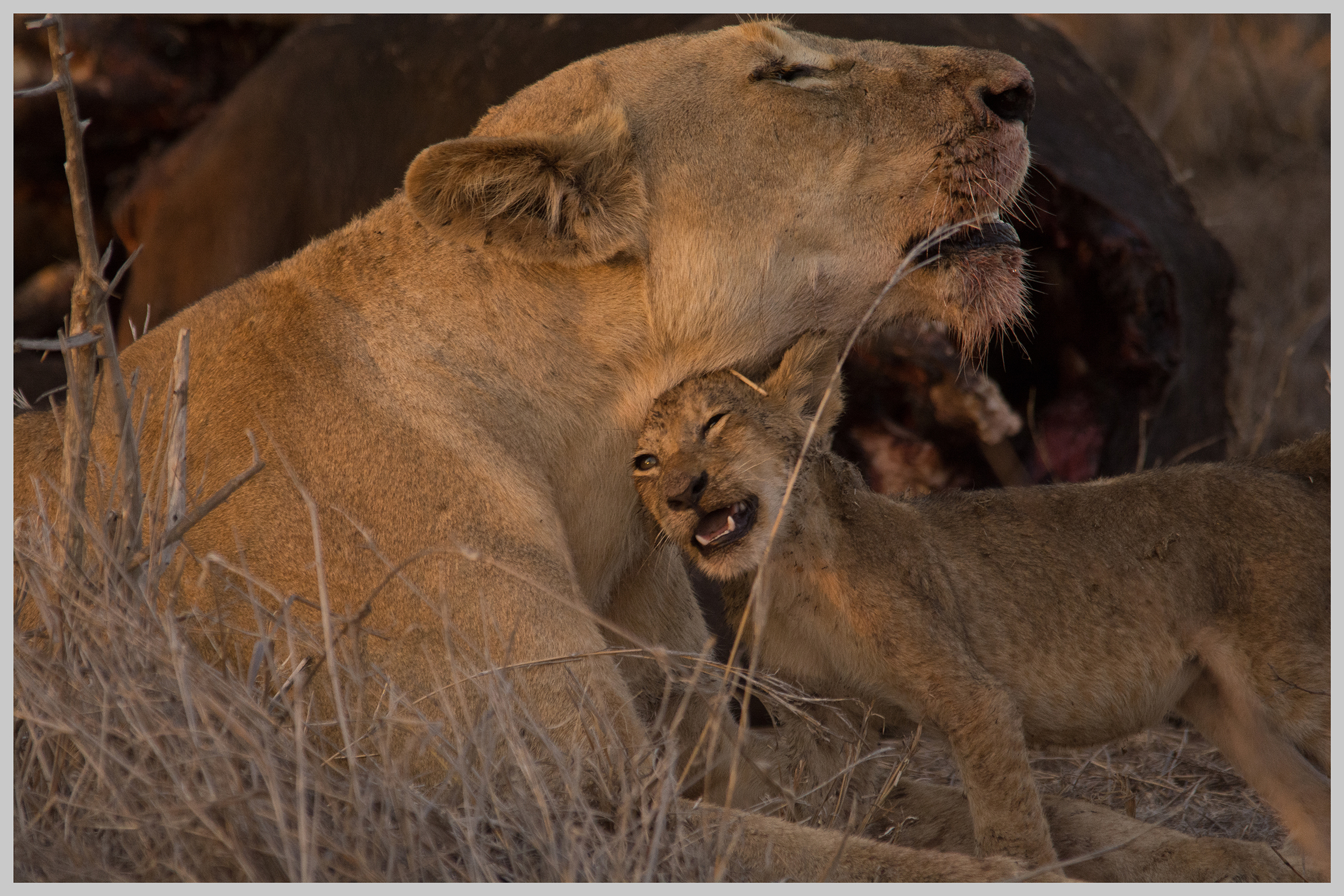 Lioness and cub after a kill