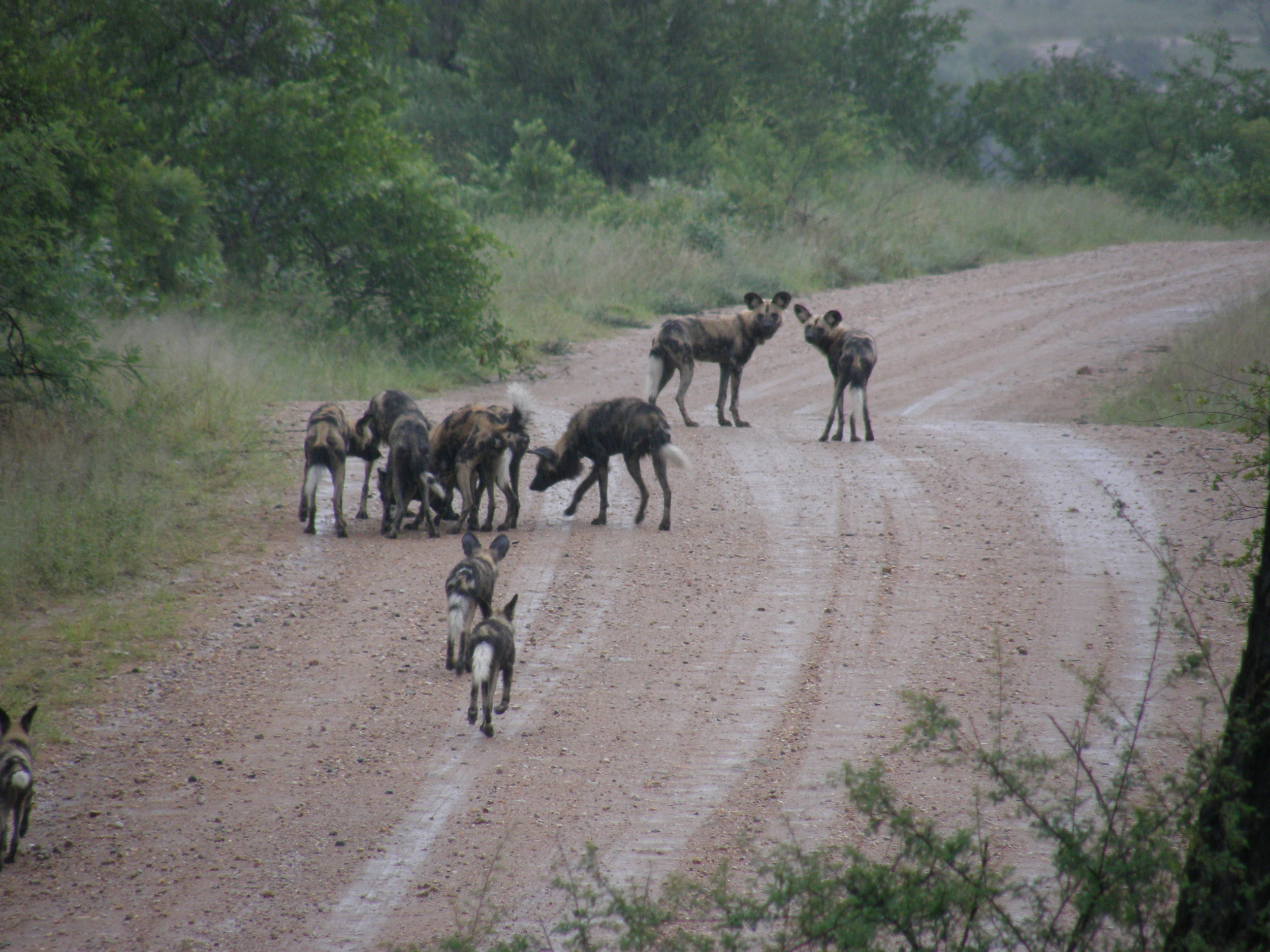 African Wild Dog pack