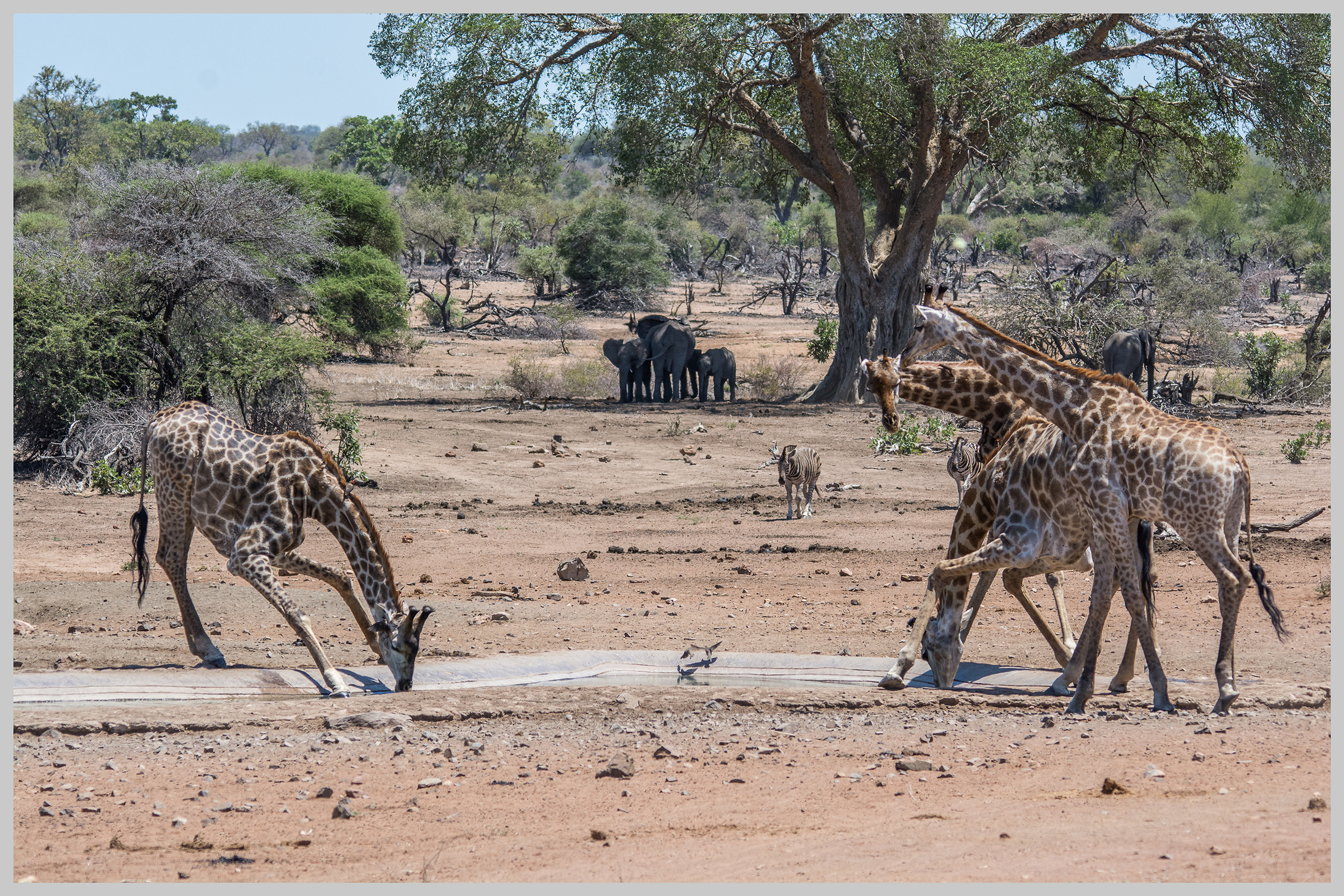 Giraffe, Zebra and African Elephant