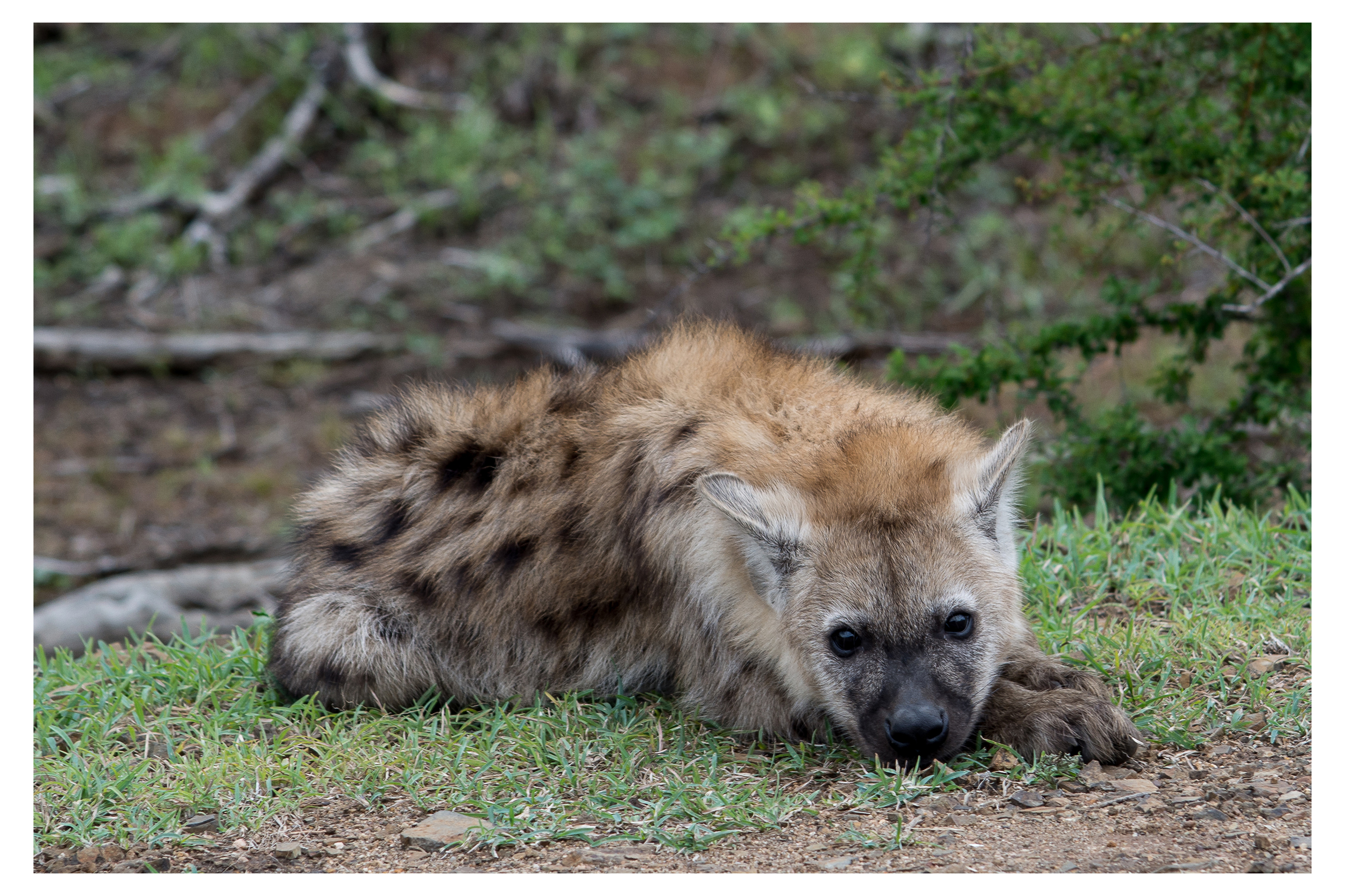 Young Spotted Hyaena