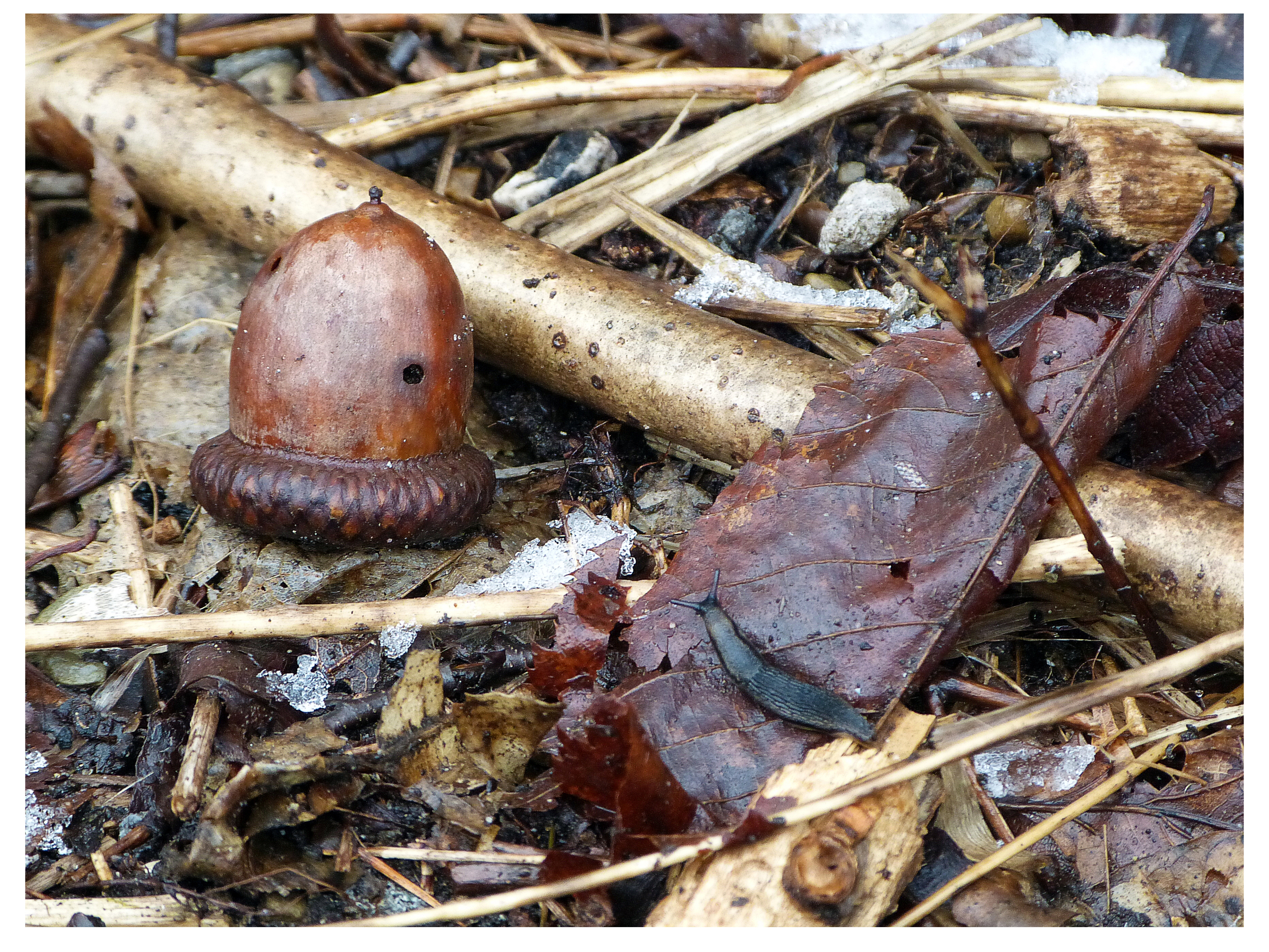 The slug and the acorn.jpg