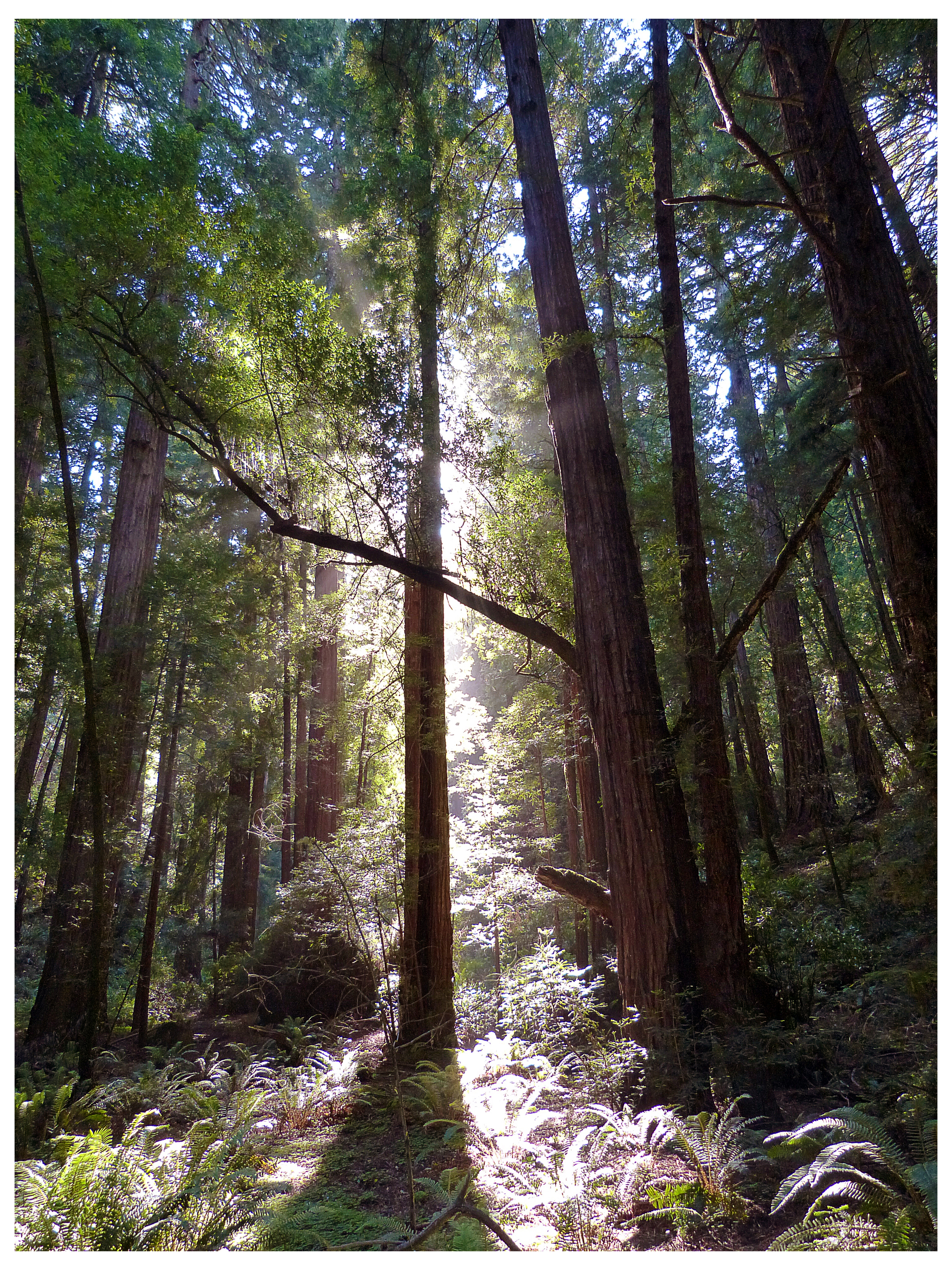 Muir Woods, California