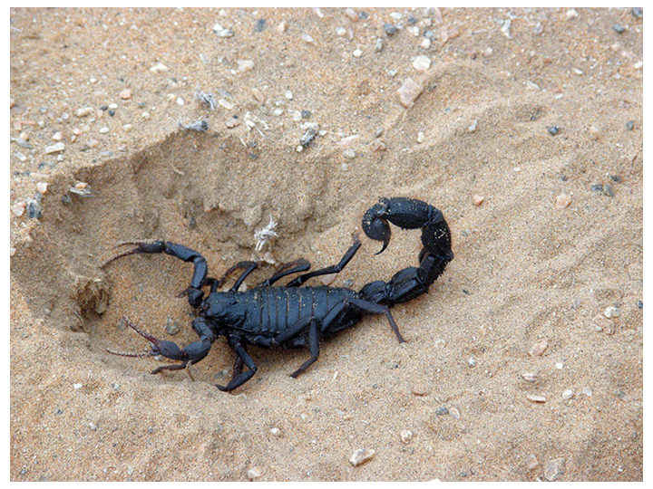 Scorpion - Parabuthus villosus. Deadly Poisonous!