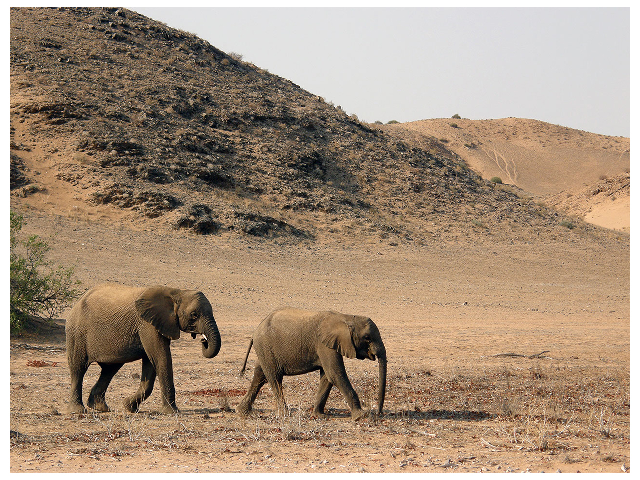 Desert adapted elephants