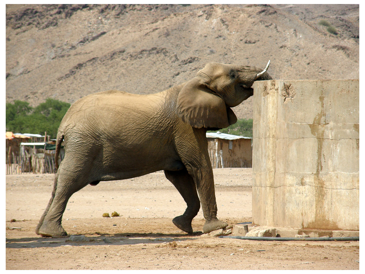 Elephant drinking from reservoir