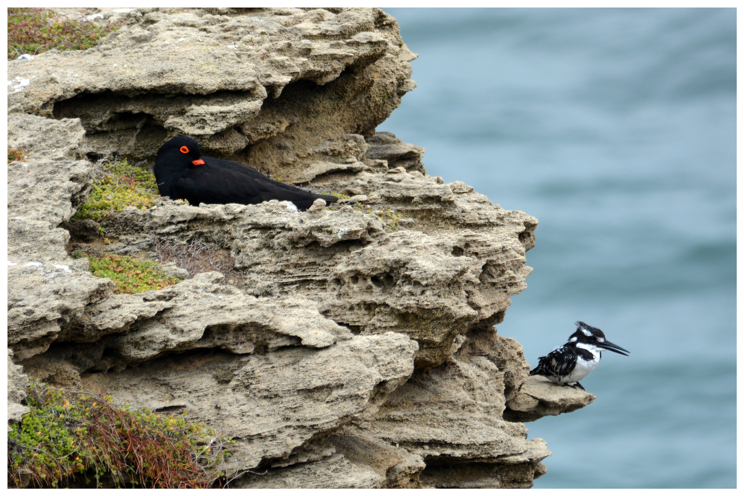 African Black Oystercatcher and Pied Kingfisher
