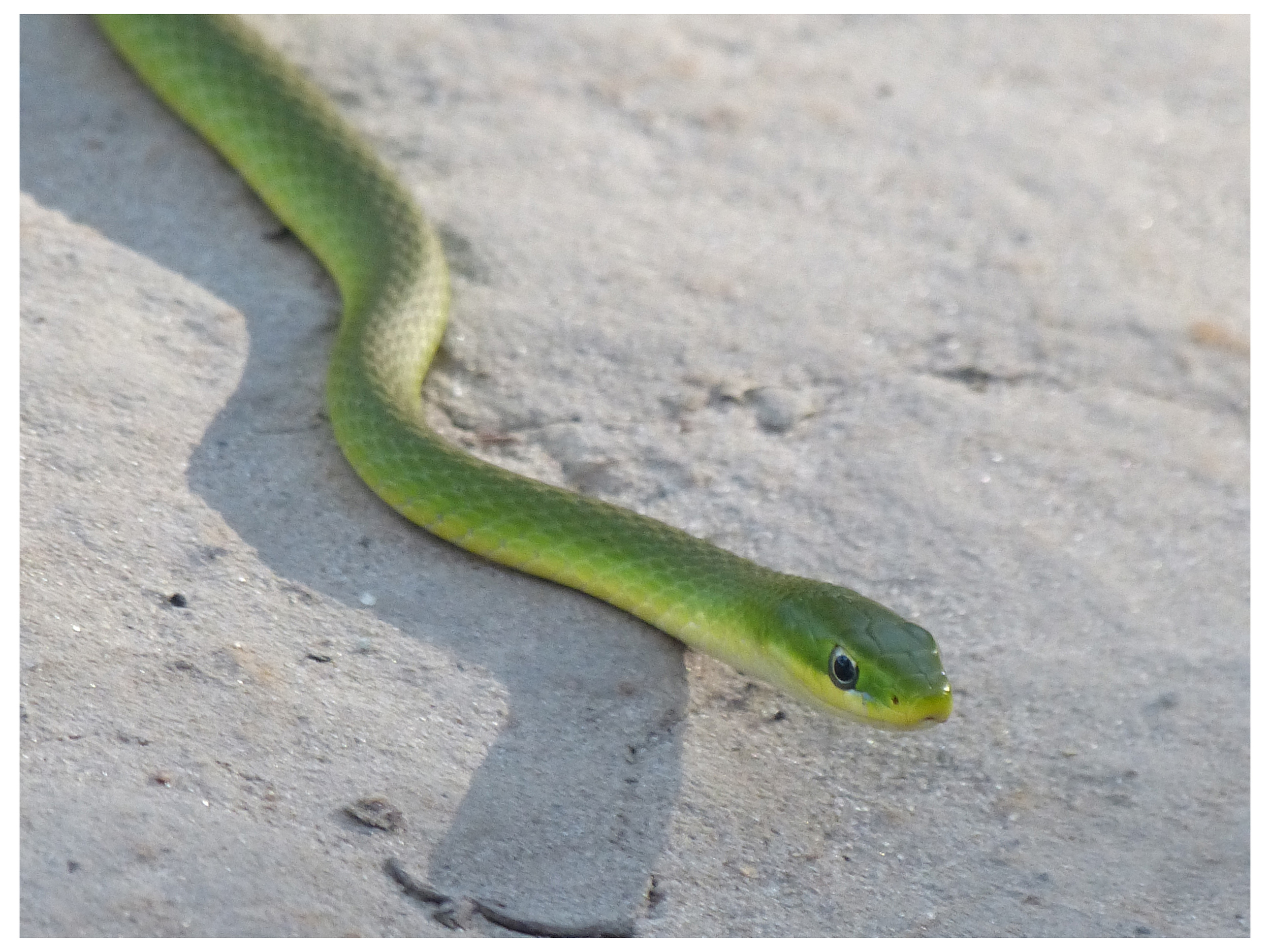 Rough Green Snake, South Carolina