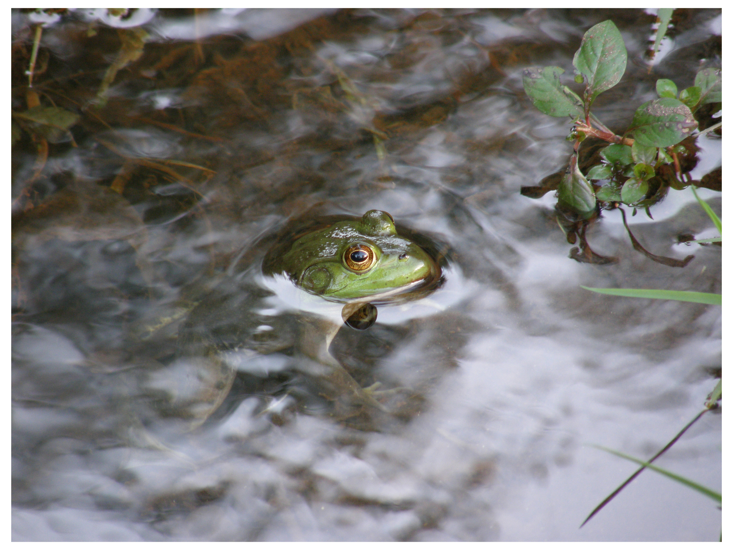 Green Frog, Smokey Mountains