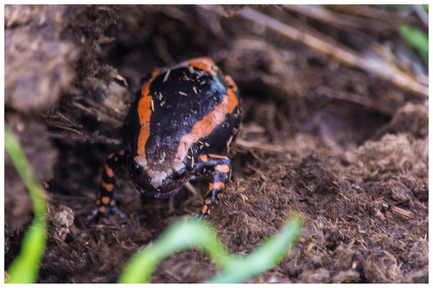 Rubber Banded Frog in Hippo dung, South Africa
