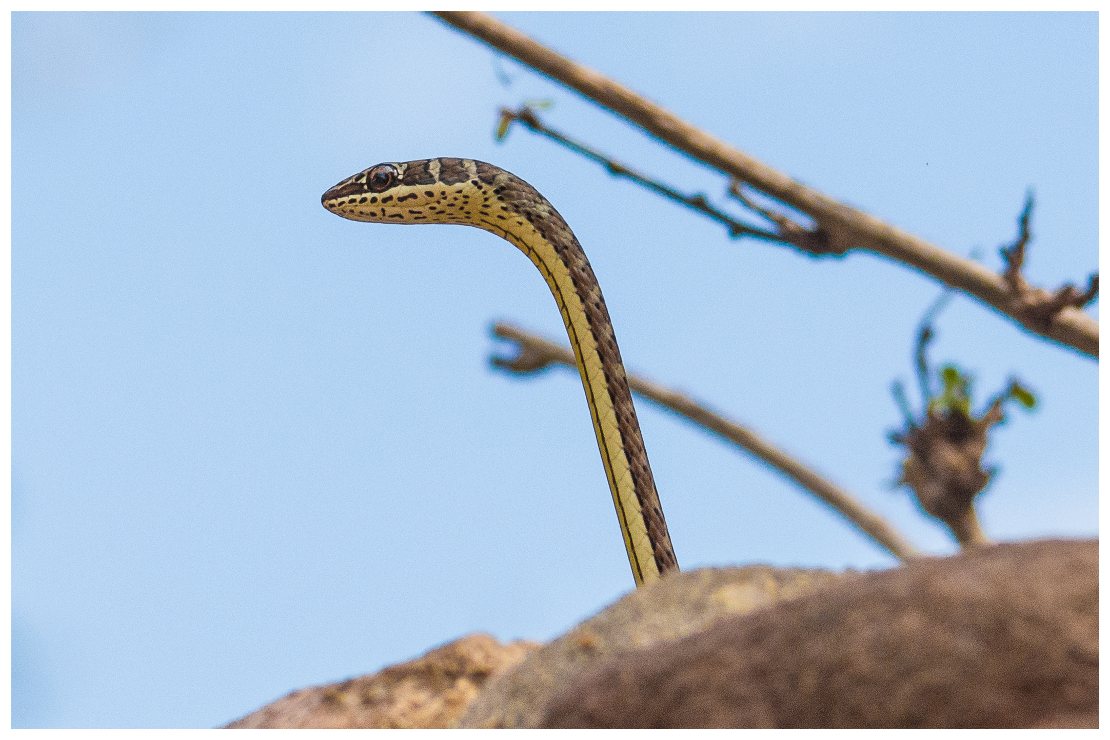 Yellow Bellied Sand Snake