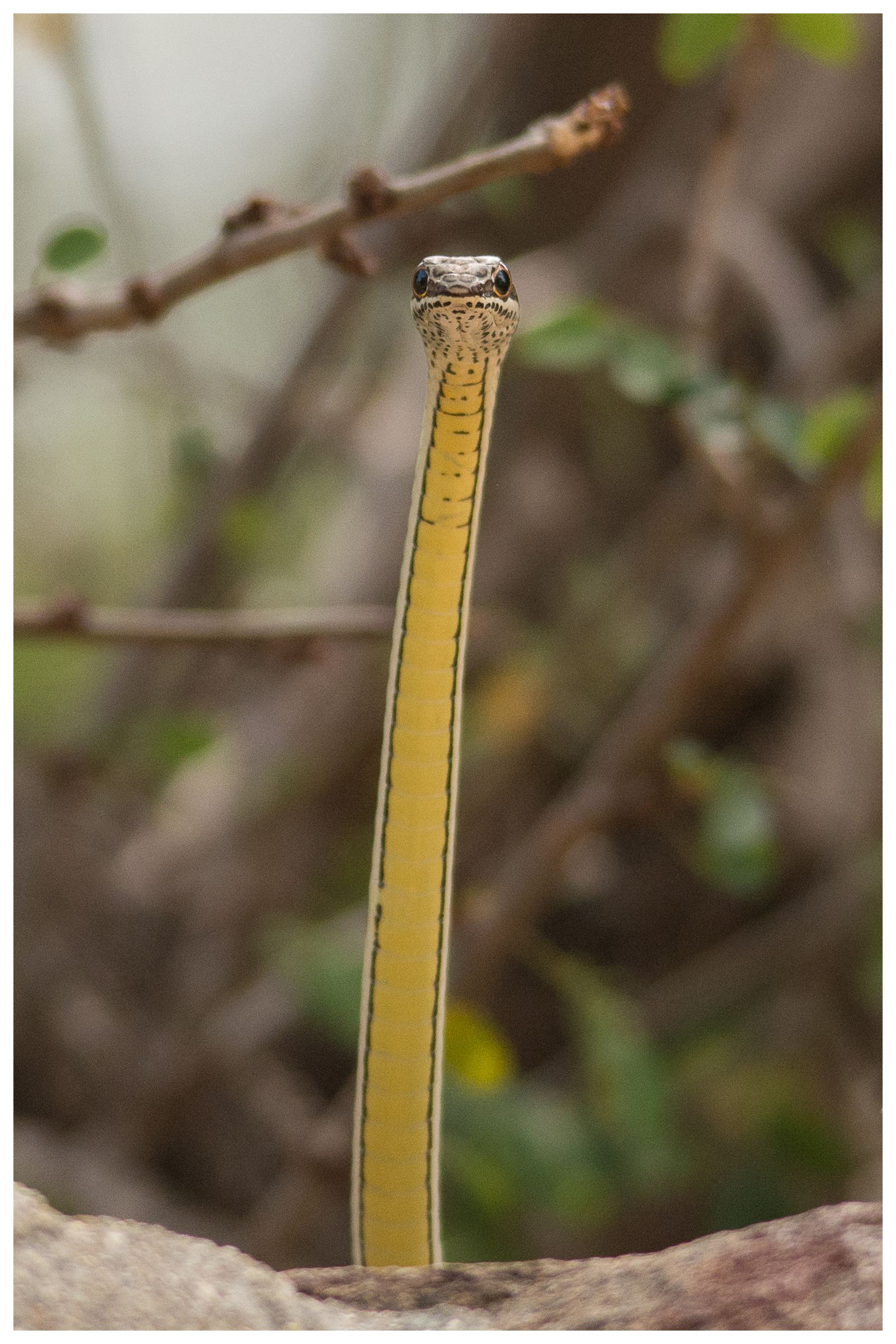 Yellow Bellied Sand Snake, South Africa