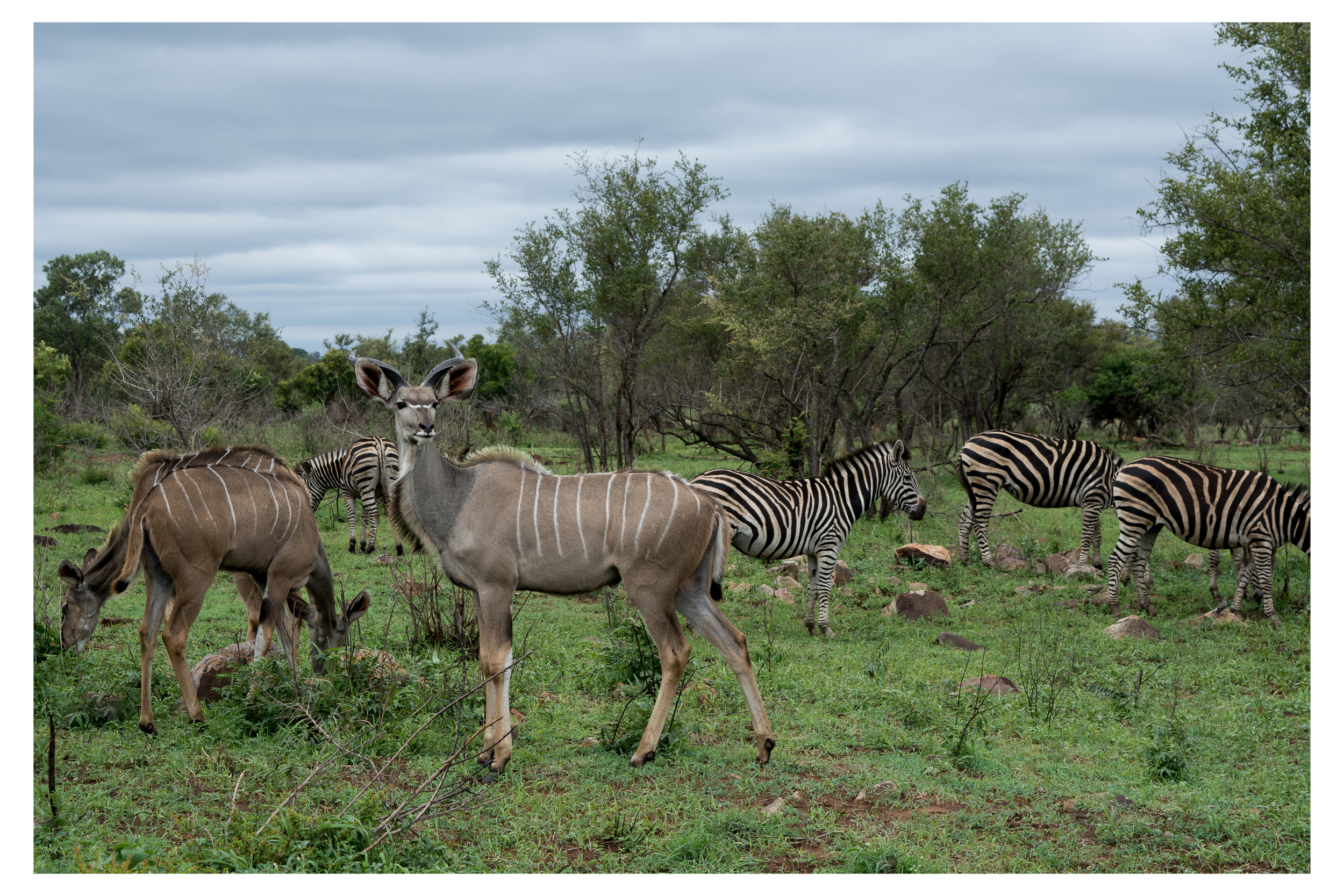 Kudu and Burchell's Zebra