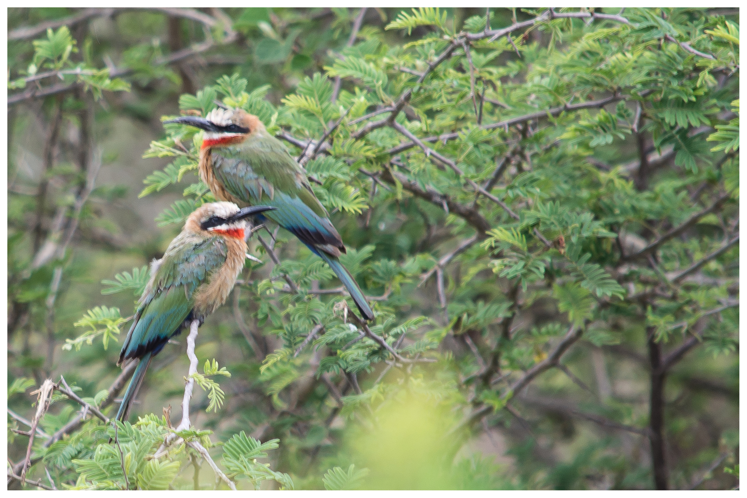 White Fronted Bee-Eaters